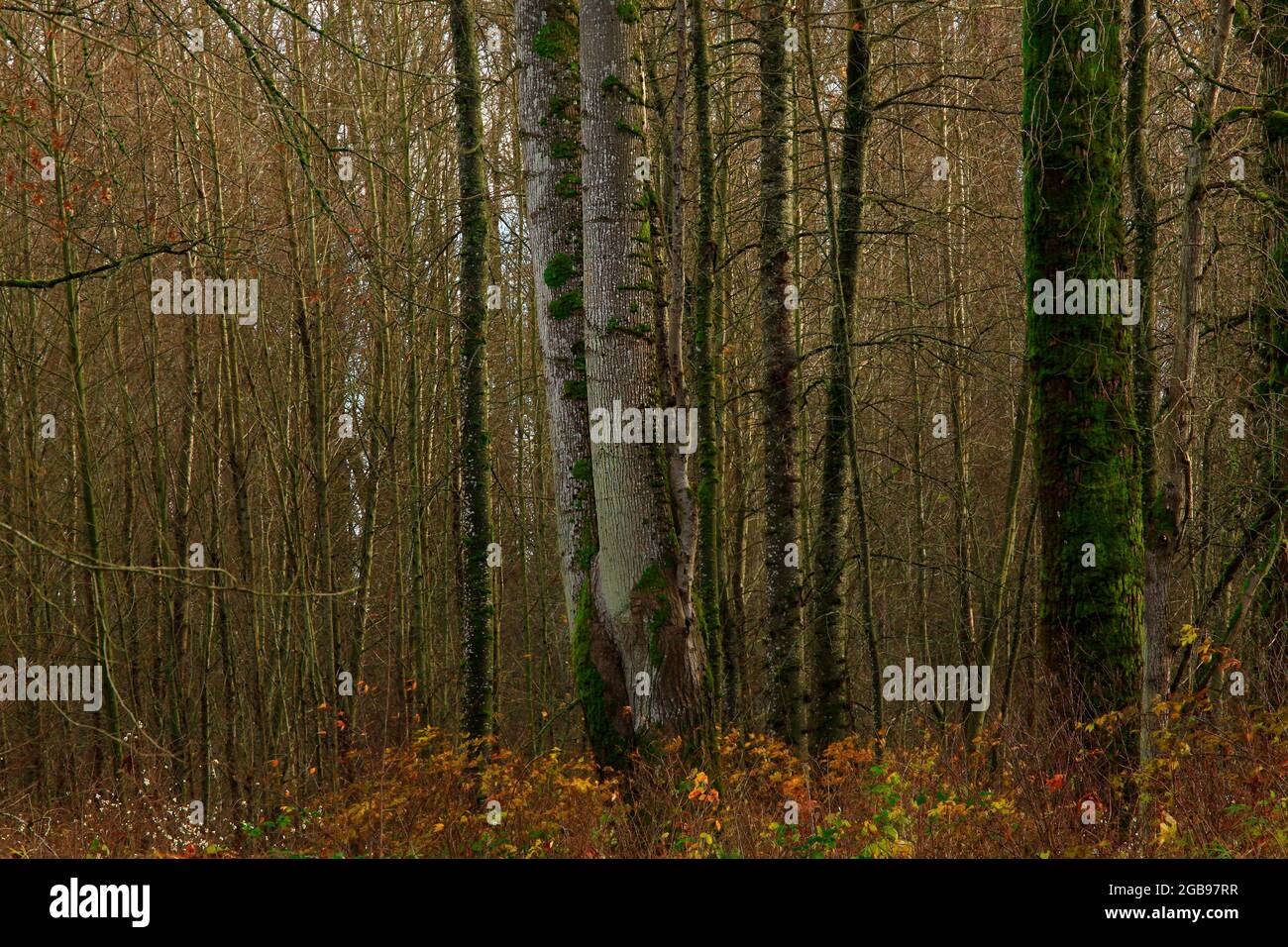 a exterior picture of an Pacific Northwest forest with old growth ...
