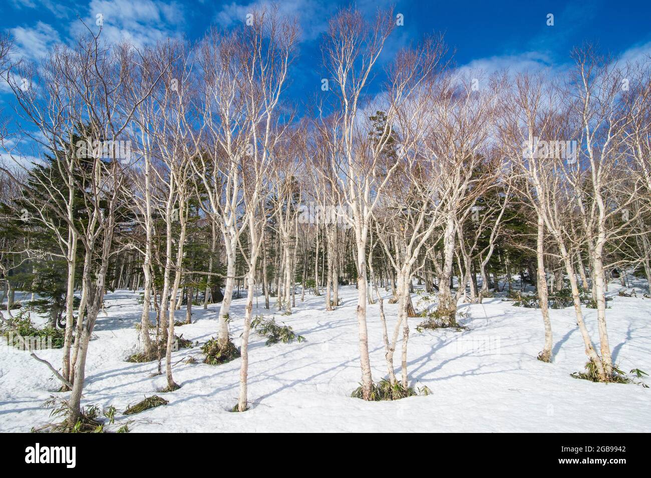 Birch forest in the snow, Unesco world heritage site Shiretoko National Park, Hokkaido, Japan Stock Photo
