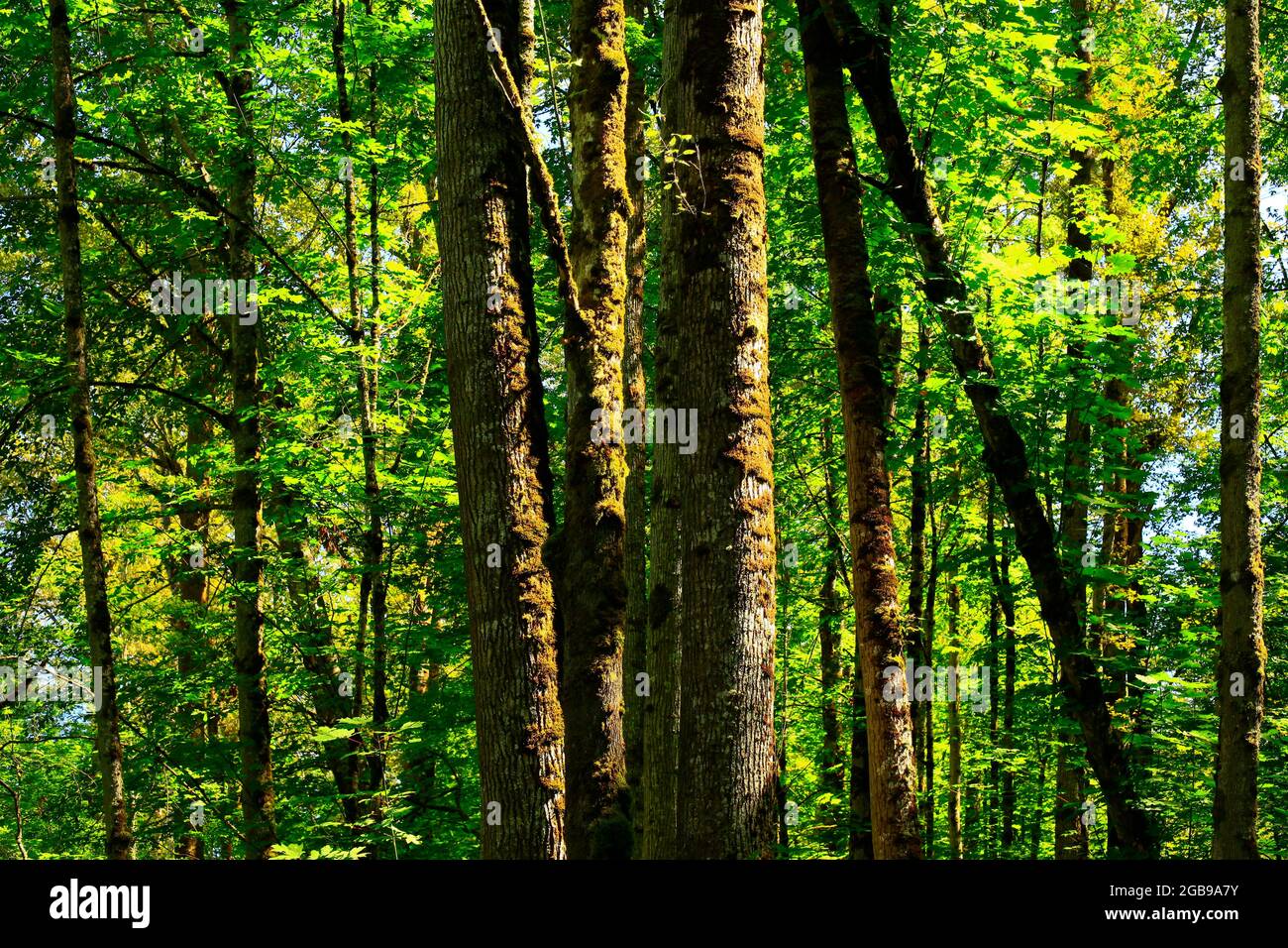 a exterior picture of an Pacific Northwest forest with old growth Cottonwood trees Stock Photo