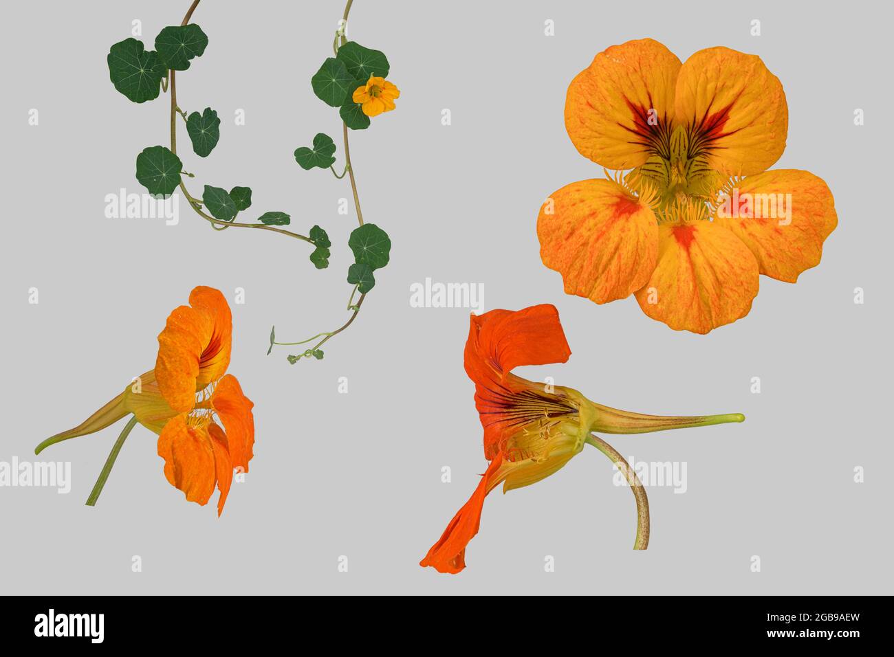 Garden nasturtium (Tropaeolum majus), flower, leaf and tendril, Germany Stock Photo