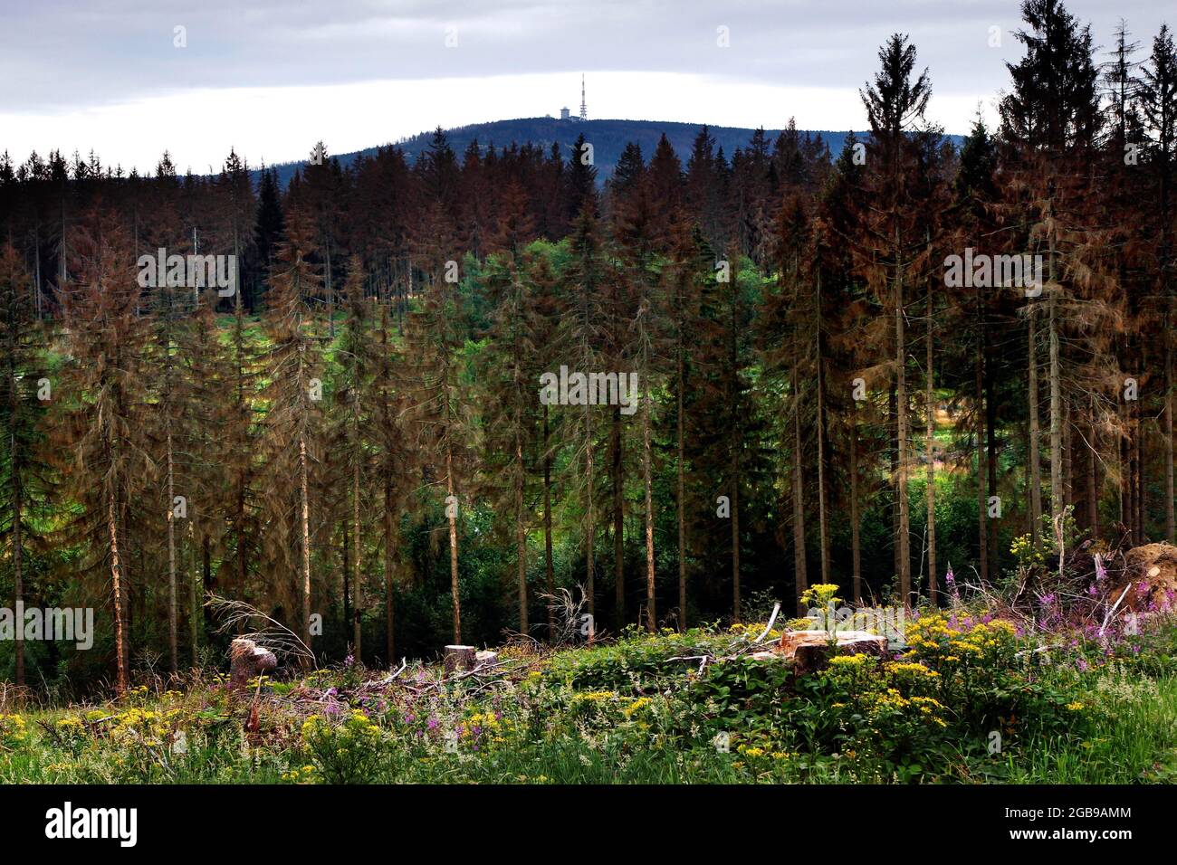 View of Brocken, Blocksberg, Brockenkuppe, Spruces (Picea), Harz National Park, Kolonnenweg, Lochplattenweg, Gruenes Band, Grenzweg, Eckertalsperre Stock Photo