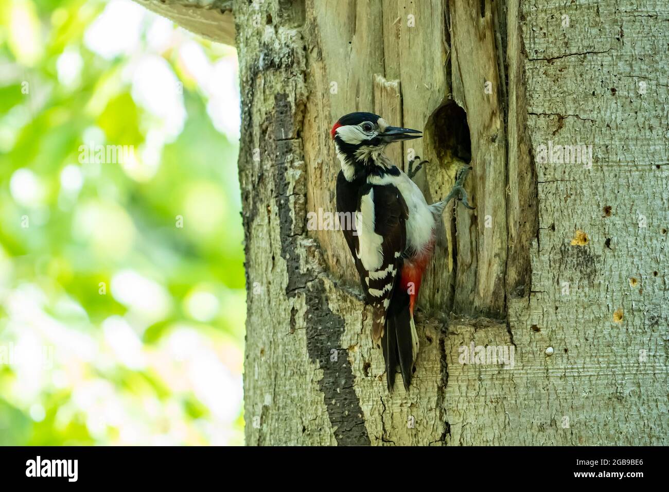 Great spotted woodpecker (Dendrocopos major), adult bird, male sitting in front of the breeding cavity, Volcanic Eifel, Rhineland-Palatinate, Germany Stock Photo