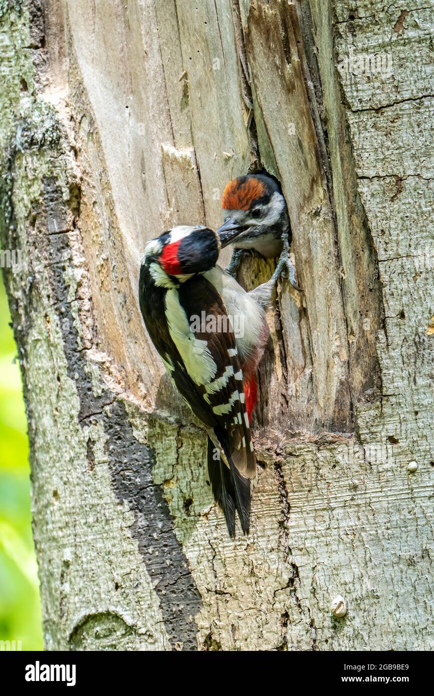 Great spotted woodpecker (Dendrocopos major), adult bird, male feeding young bird at breeding cavity, Volcanic Eifel, Rhineland-Palatinate, Germany Stock Photo