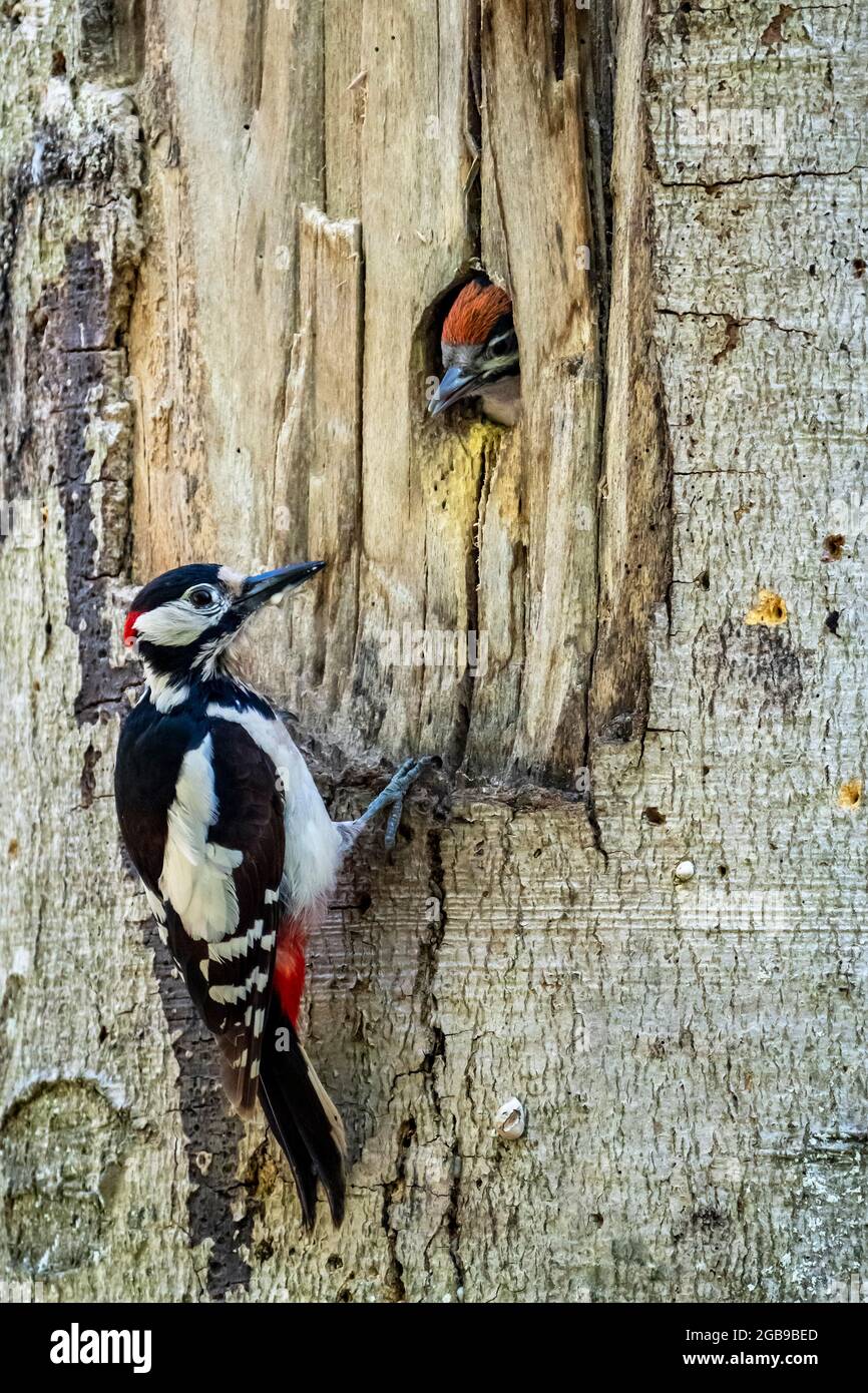 Great spotted woodpecker (Dendrocopos major), adult, male sitting in front of the breeding cavity with food, young bird looking out of the breeding Stock Photo