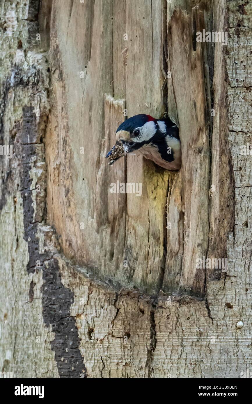 Great spotted woodpecker (Dendrocopos major), adult bird, male flies with droppings from breeding cavity, Volcanic Eifel, Rhineland-Palatinate Stock Photo