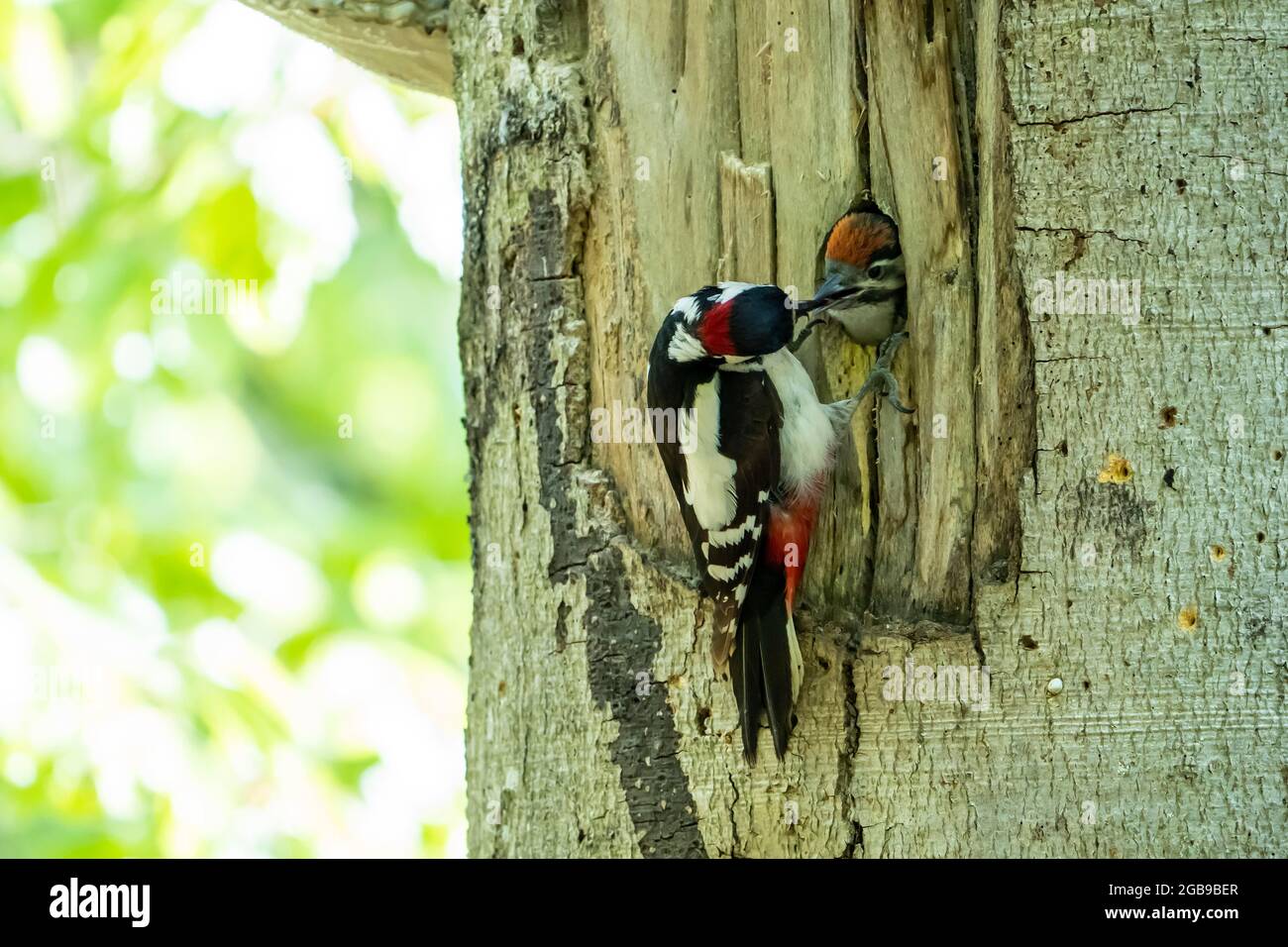 Great spotted woodpecker (Dendrocopos major), adult, male feeding at the breeding cavity, Volcanic Eifel, Rhineland-Palatinate, Germany Stock Photo