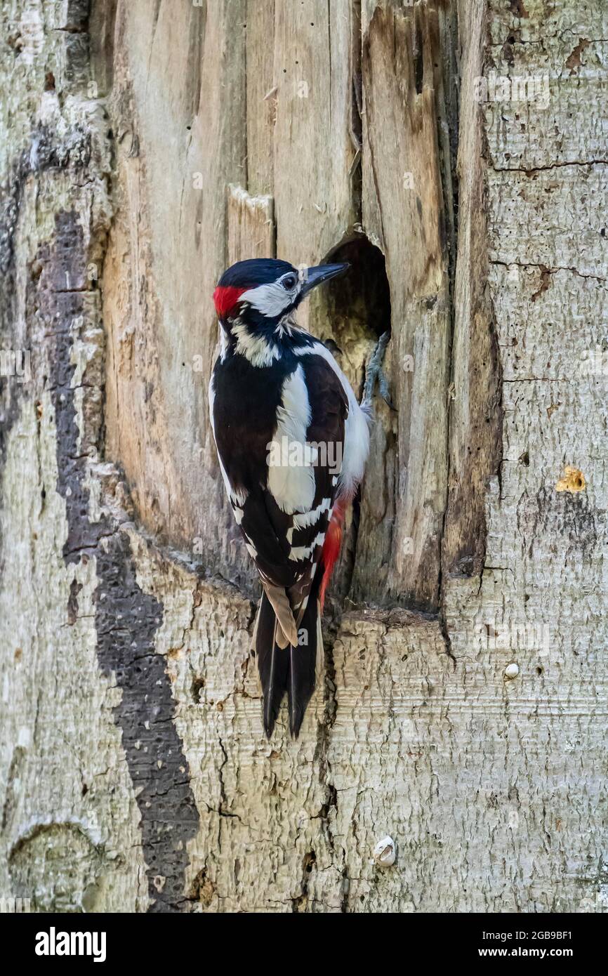 Great spotted woodpecker (Dendrocopos major), adult bird, male sitting in front of the breeding cavity, Volcanic Eifel, Rhineland-Palatinate, Germany Stock Photo
