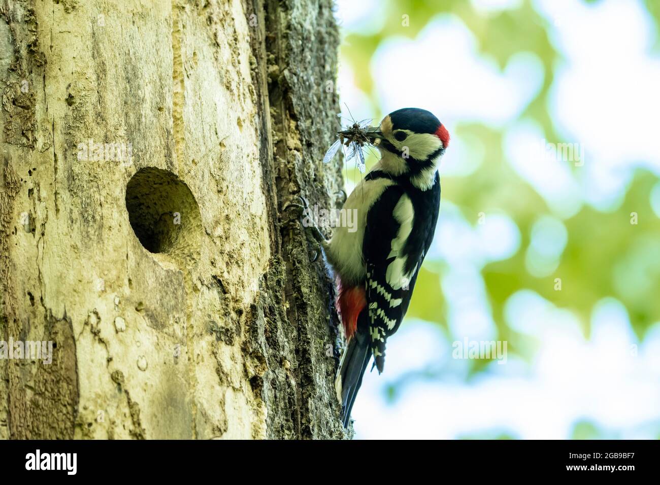 Great spotted woodpecker (Dendrocopos major), adult bird, male sitting in front of the breeding cavity with food, Volcanic Eifel Stock Photo
