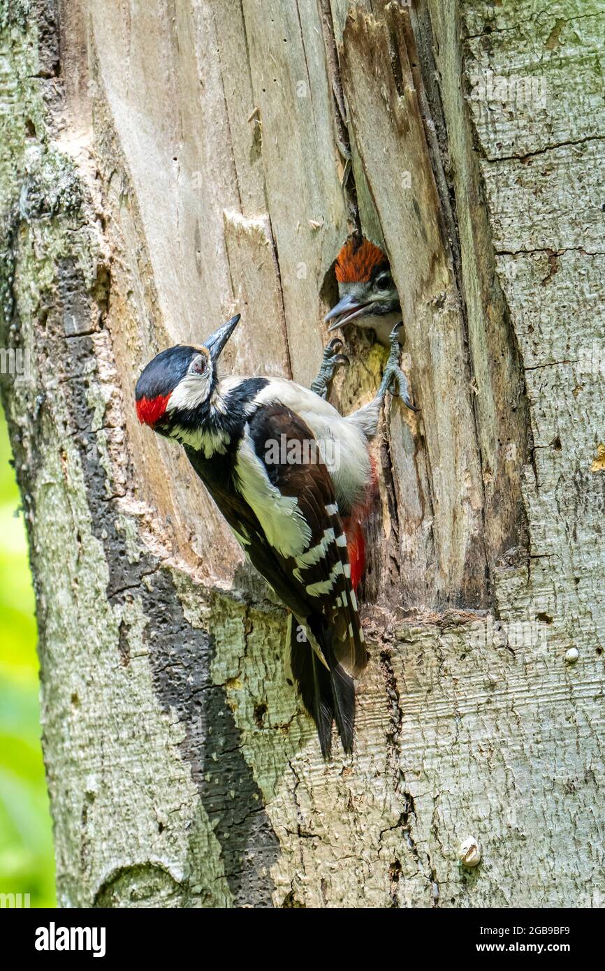 Great spotted woodpecker (Dendrocopos major), old bird, male sitting in front of the breeding cavity, young bird looking out of the breeding cavity Stock Photo