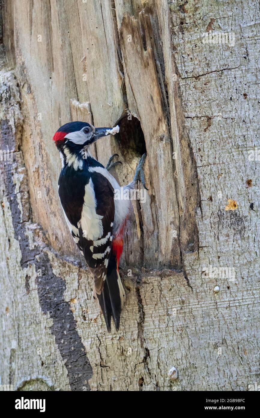 Great spotted woodpecker (Dendrocopos major), adult male with food at the breeding cavity, Volcanic Eifel, Rhineland-Palatinate, Germany Stock Photo