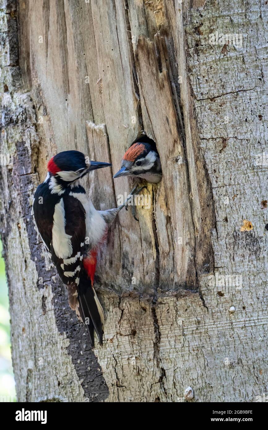 Great spotted woodpecker (Dendrocopos major), old bird, male with food at the breeding cavity, young bird looking out of the breeding cavity Stock Photo