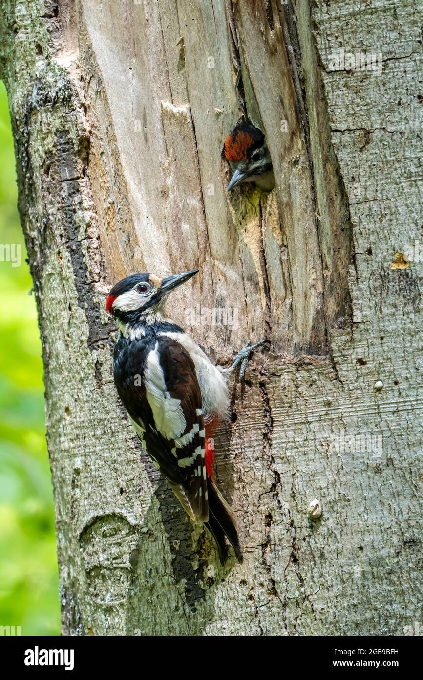 Great spotted woodpecker (Dendrocopos major), adult, male sitting in front of the breeding cavity with food, young bird looking out of the breeding Stock Photo