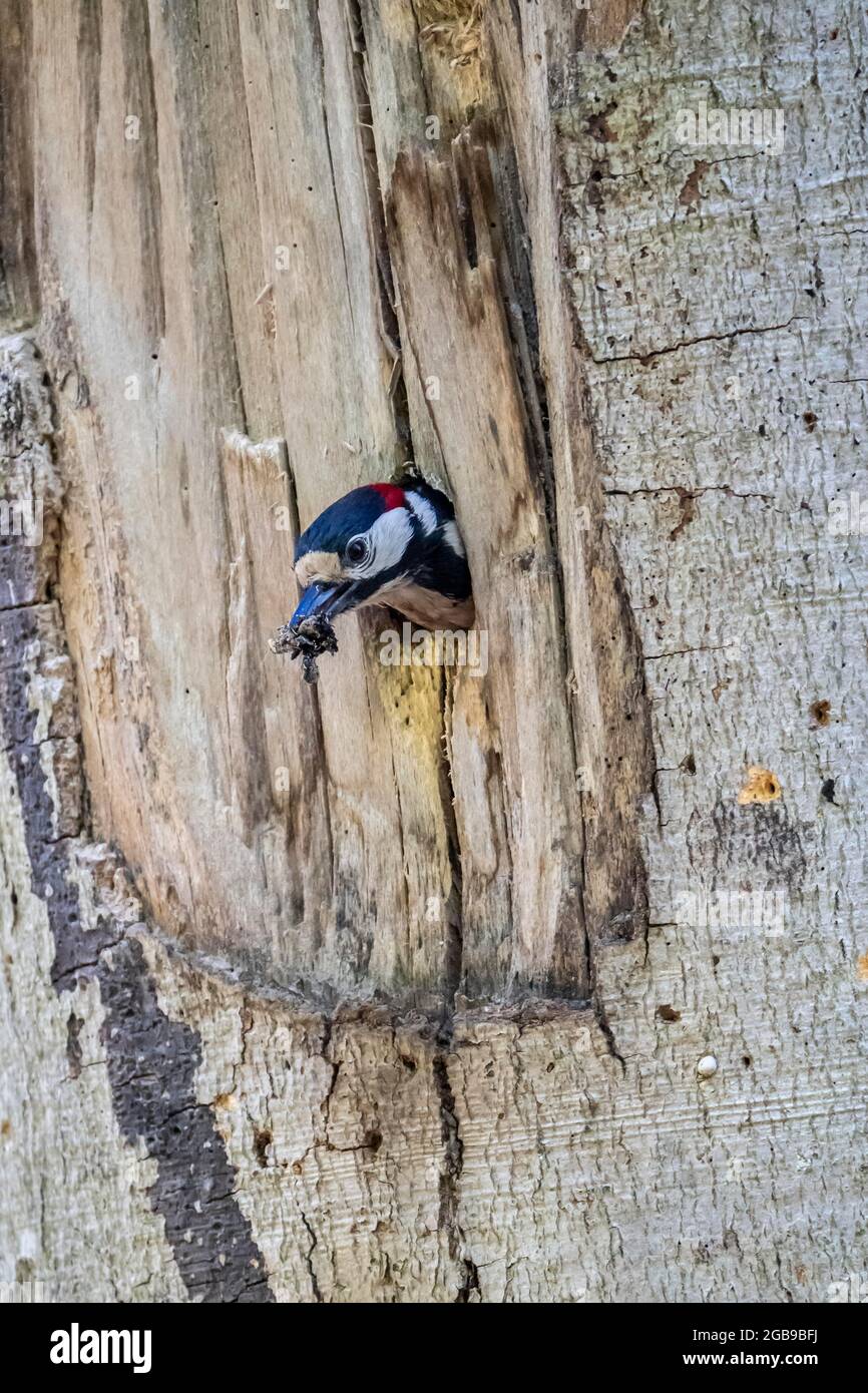 Great spotted woodpecker (Dendrocopos major), adult male with droppings in his beak flying out of the breeding cavity, Volcanic Eifel Stock Photo