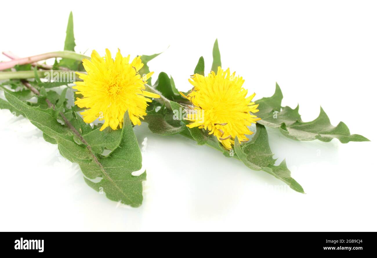 dandelion flowers and leaves isolated on white Stock Photo - Alamy