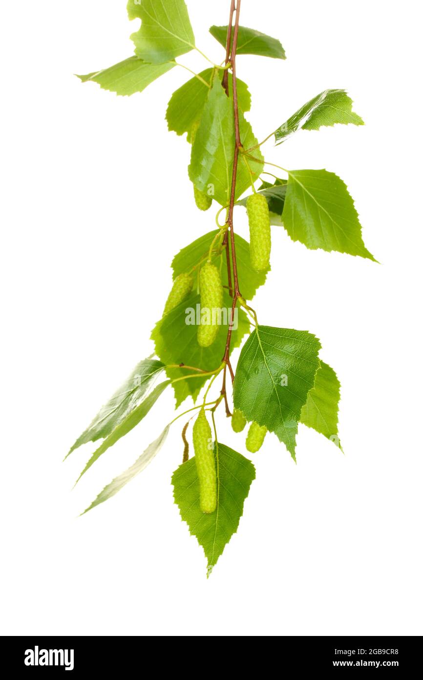 green birch leaves isolated on white Stock Photo - Alamy