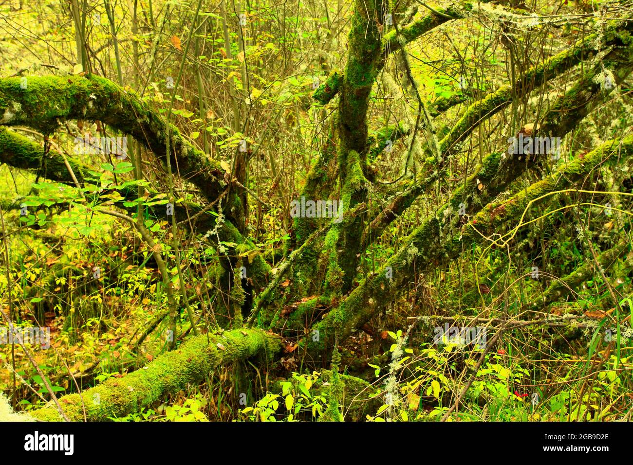a exterior picture of an Pacific Northwest forest with a mossy Red