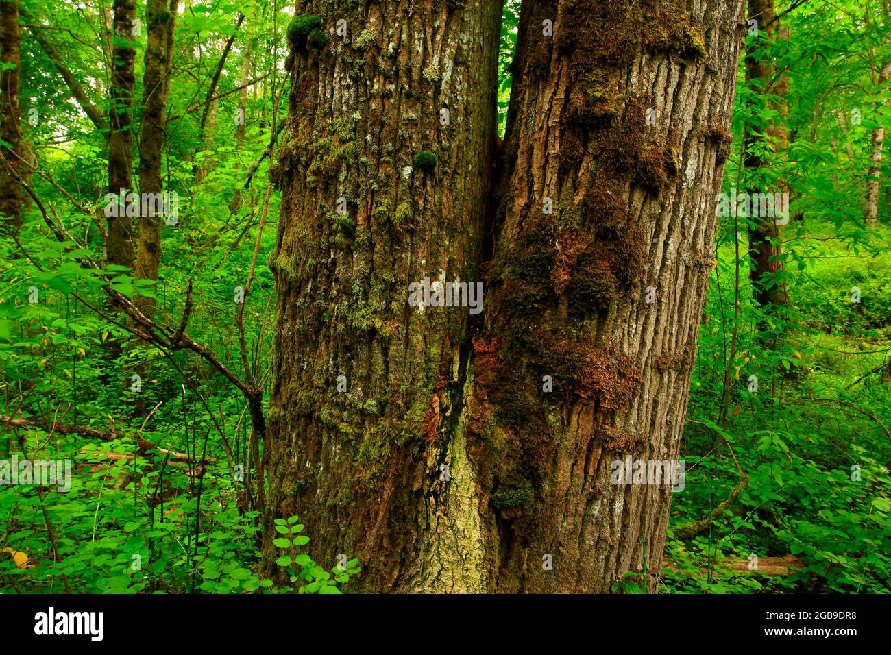 a exterior picture of an Pacific Northwest forest with Cottonwood trees Stock Photo Alamy