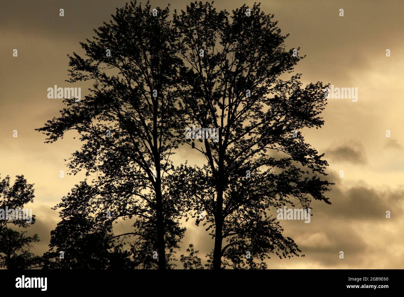 a exterior picture of an Pacific Northwest forest with Cottonwood trees Stock Photo Alamy