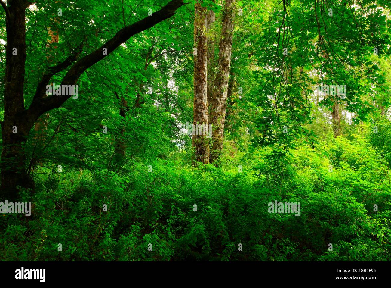 a exterior picture of an Pacific Northwest forest with Cottonwood trees Stock Photo Alamy