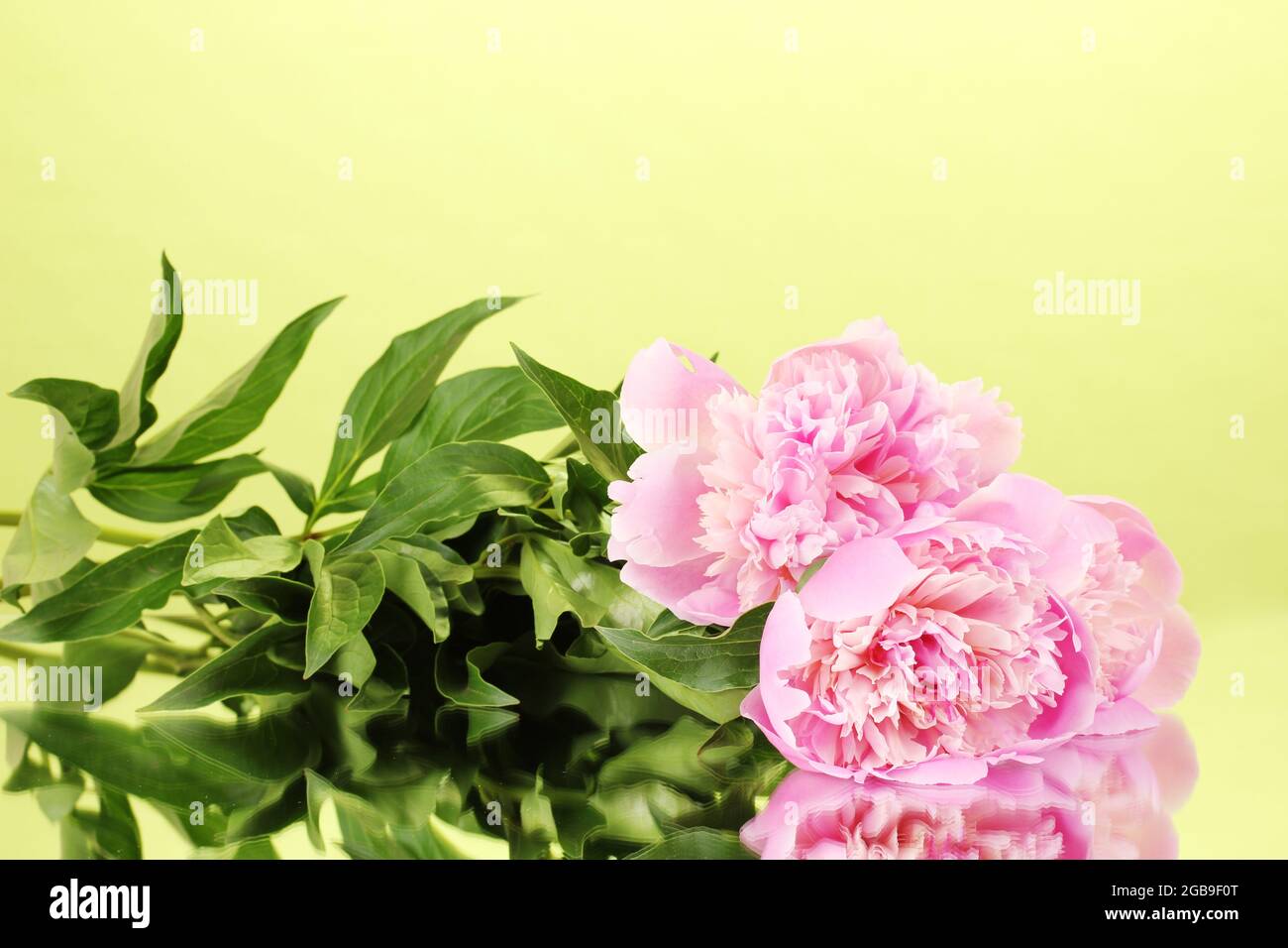 Three pink peonies on green background Stock Photo - Alamy