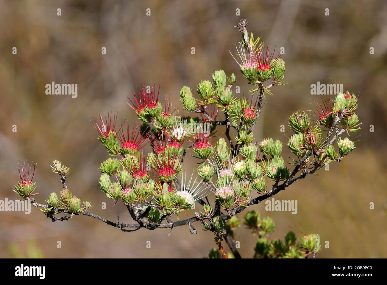 Clustered Scent Myrtle shrub in flower Stock Photo