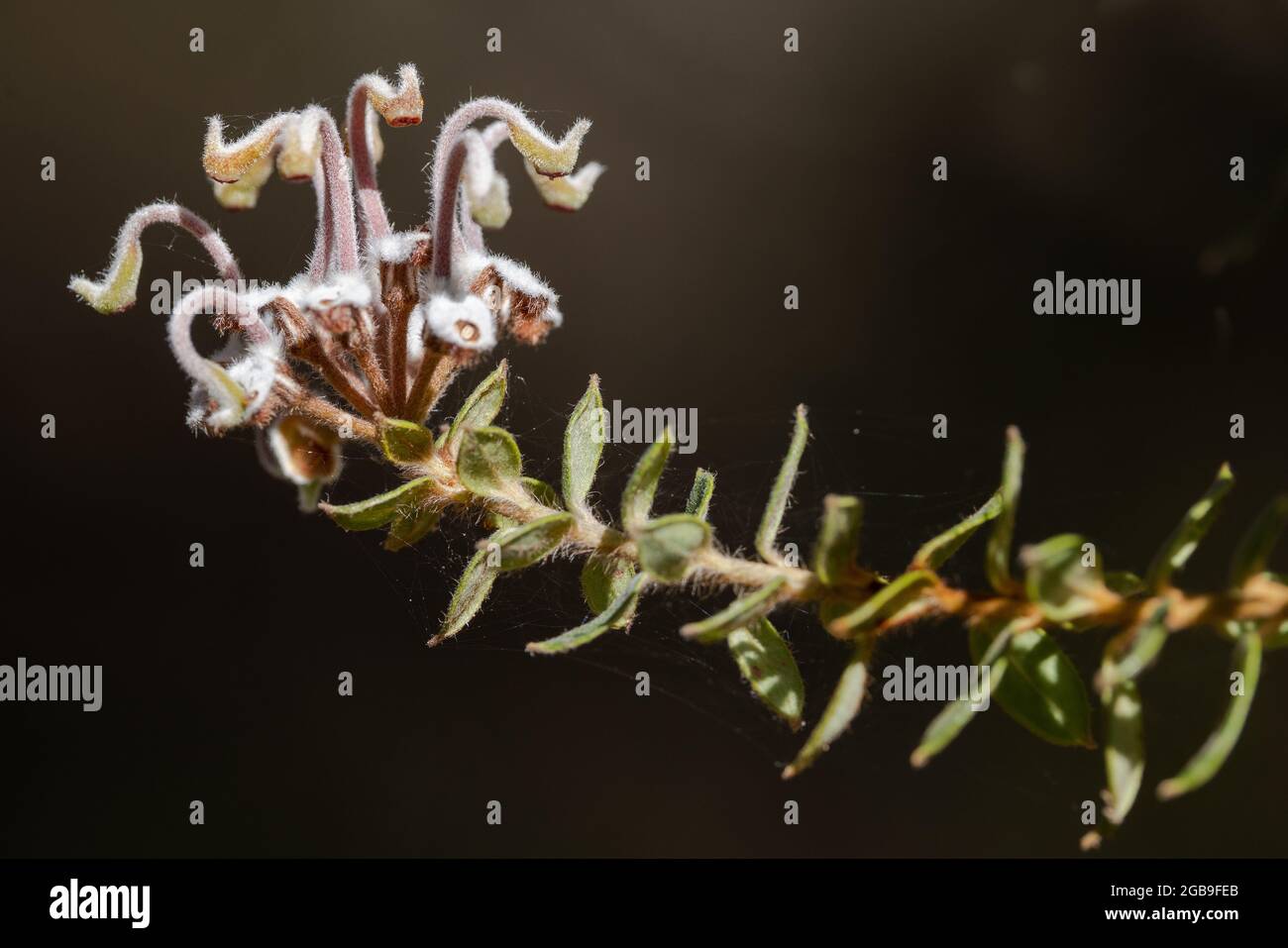 Grey Spider Flower plant in flower Stock Photo