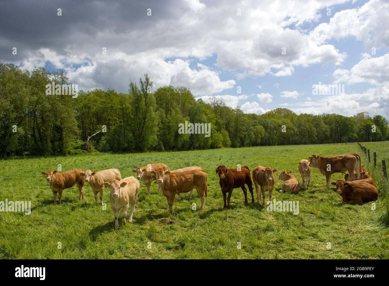 Cows grazing on a spring meadow in sunny day - german countryside ...