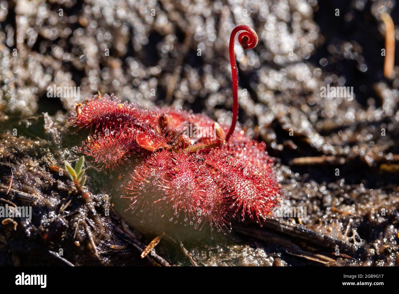 Spoon-leaf Sundew showing sticky droplets for trapping small insects for food Stock Photo
