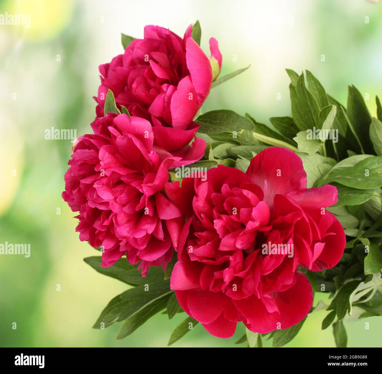beautiful pink peonies on green background Stock Photo - Alamy