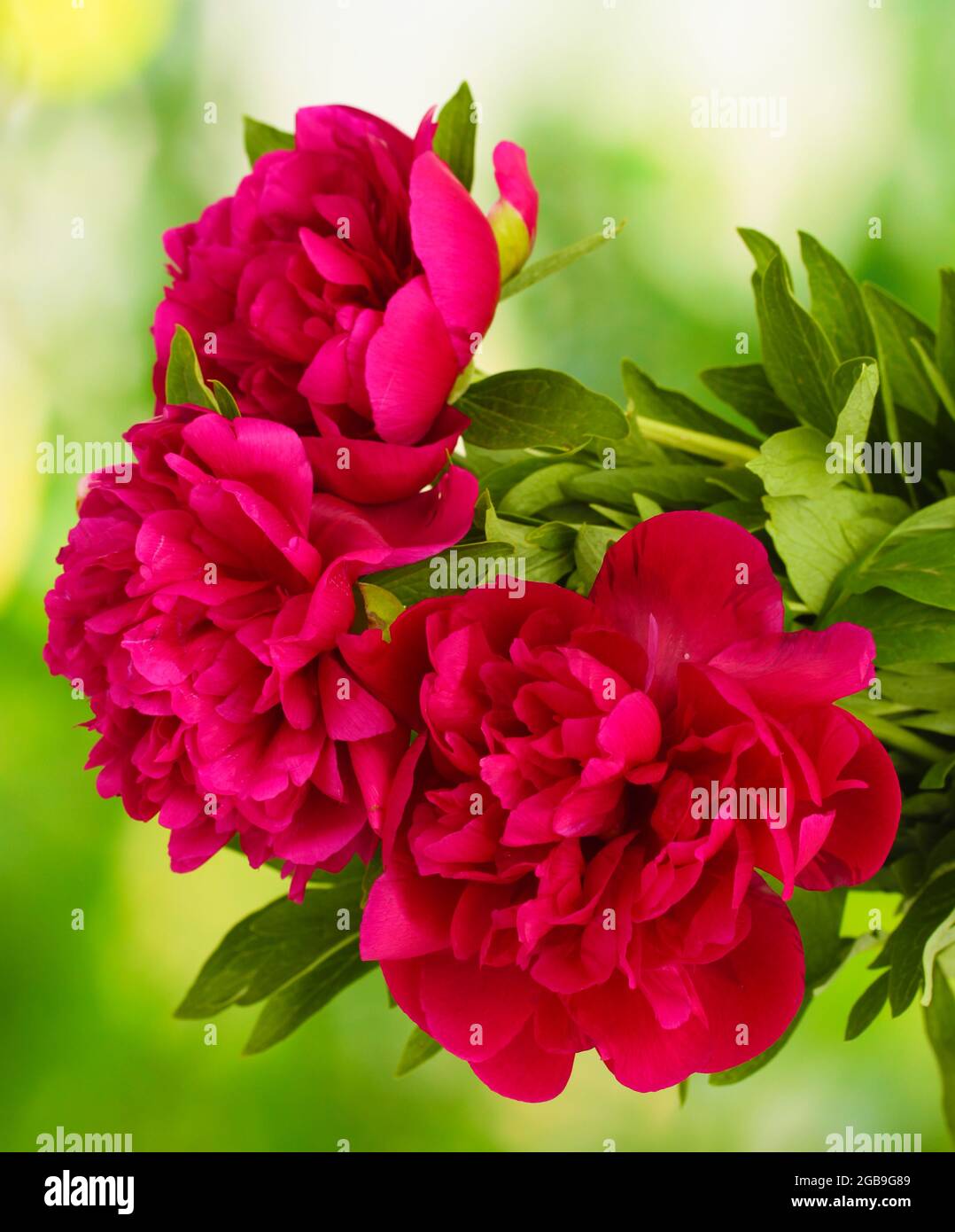 beautiful pink peonies on green background Stock Photo - Alamy