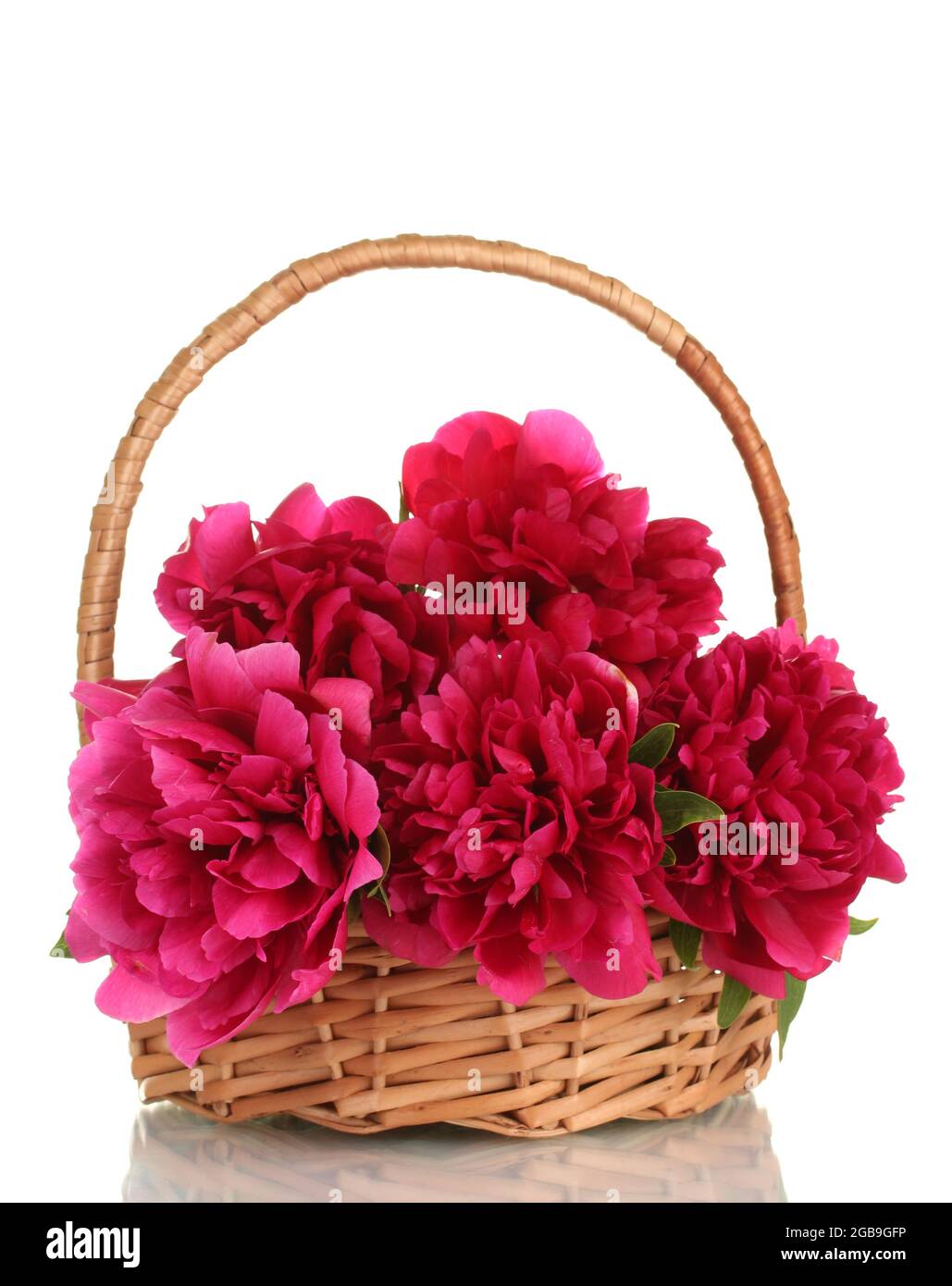 beautiful pink peonies in basket with bow isolated on white Stock Photo ...