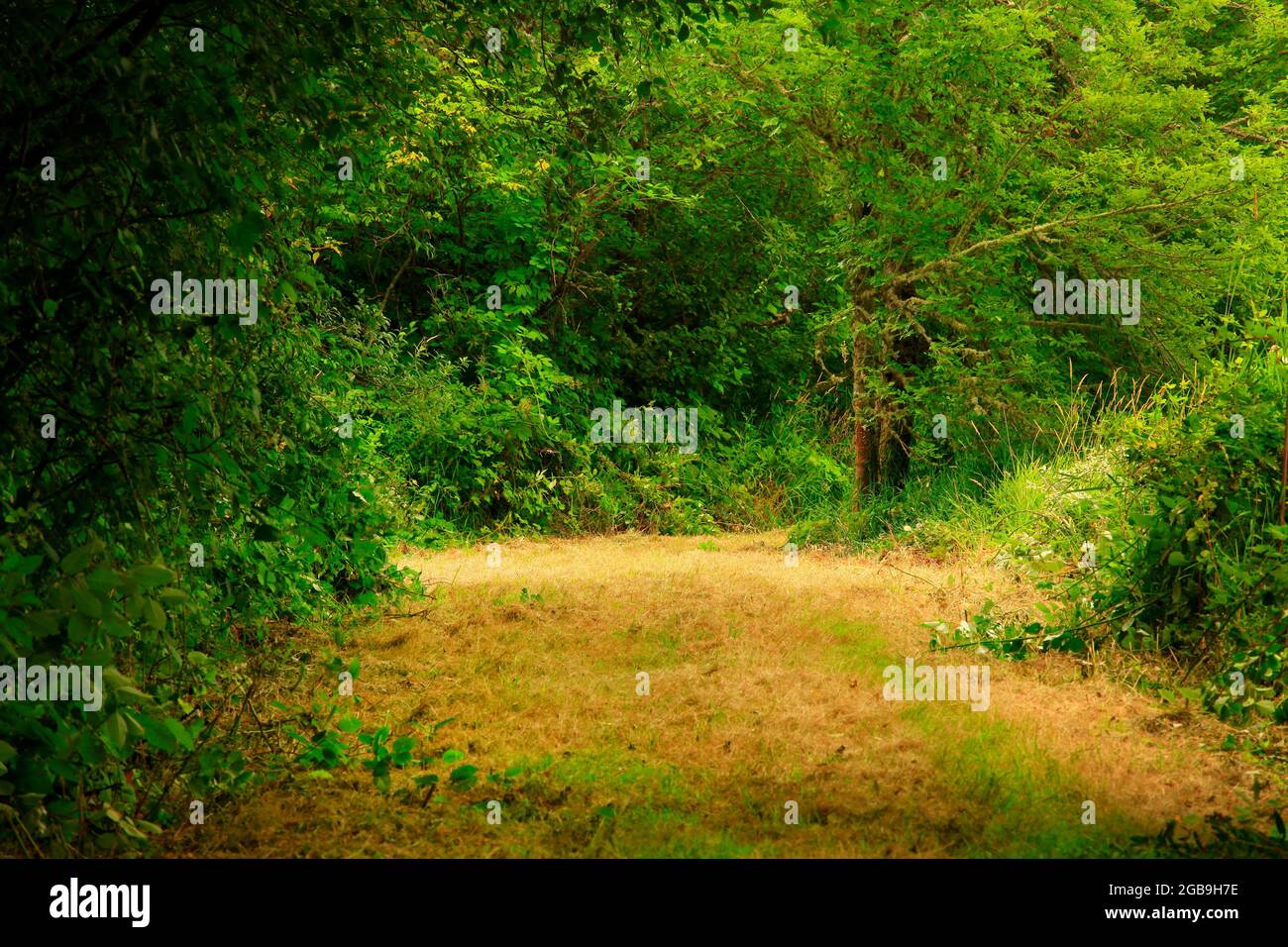 a exterior of an Pacific Northwest forest trail Stock Photo Alamy