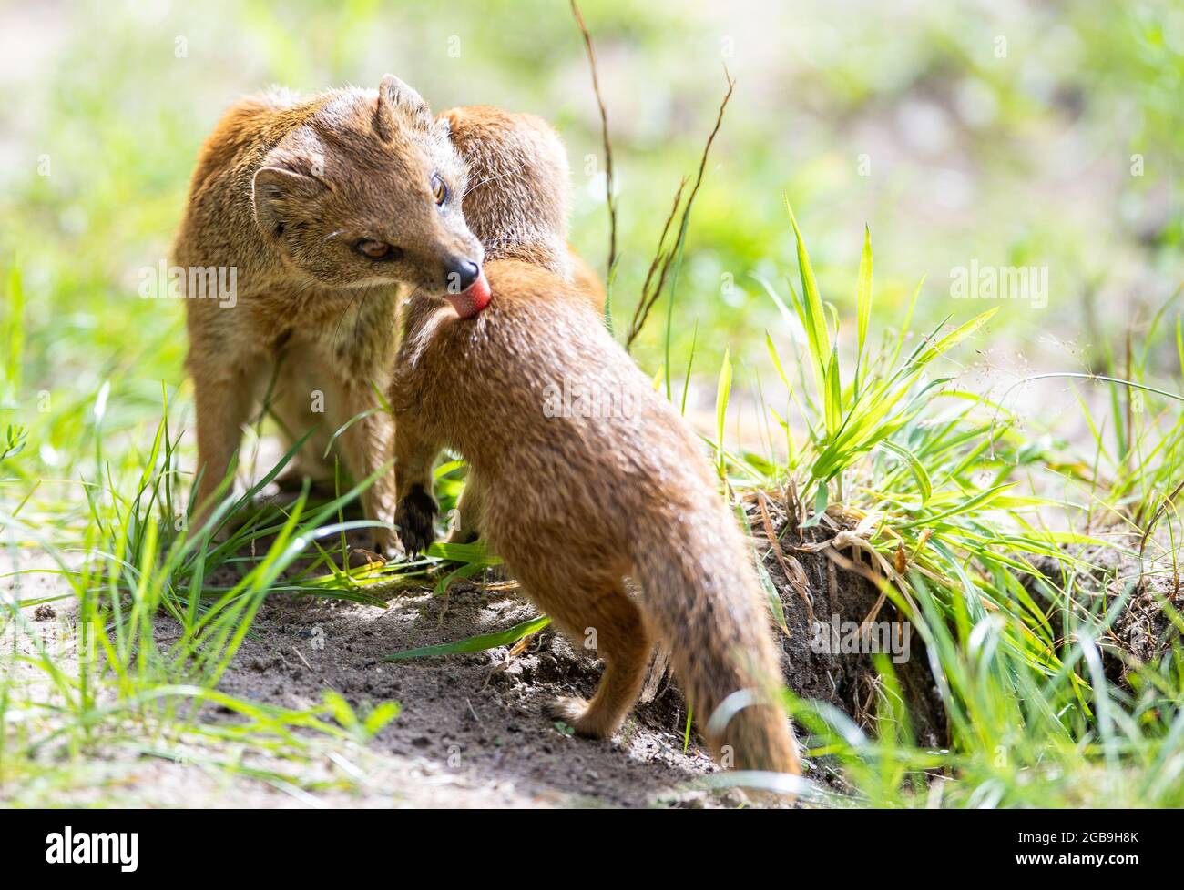 Nordhorn, Germany. 02nd Aug, 2021. A fox mongoose cleans a young animal.  The Nordhorn Zoo has