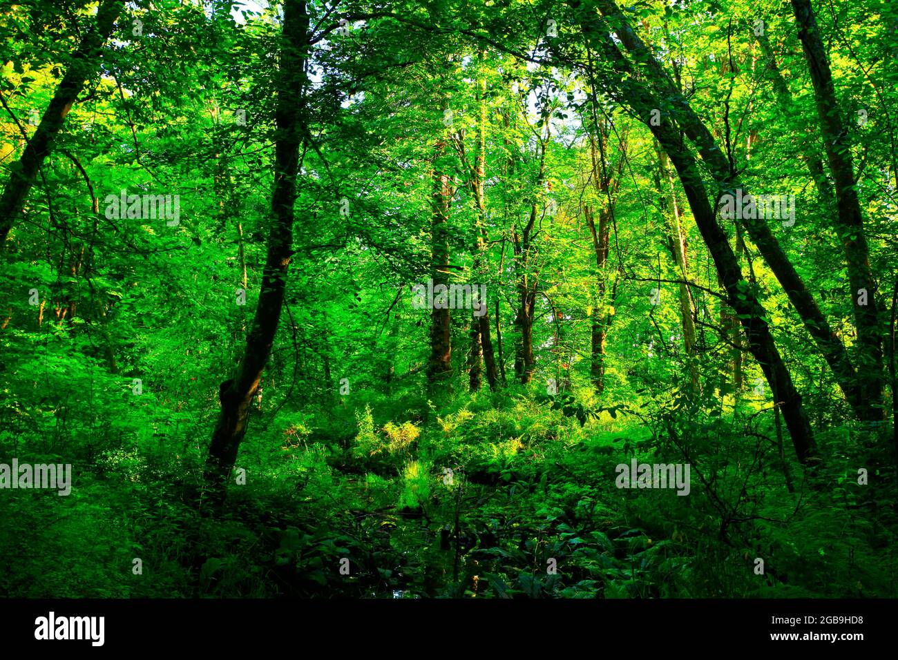 a exterior picture of an Pacific Northwest forest with old growth Cottonwood trees Stock Photo