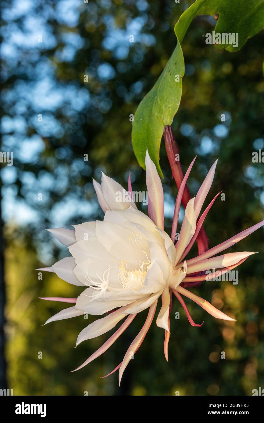Dutchman S Pipe Cactus Stor Bladkaktus Epiphyllum Oxypetalum Stock Photo Alamy
