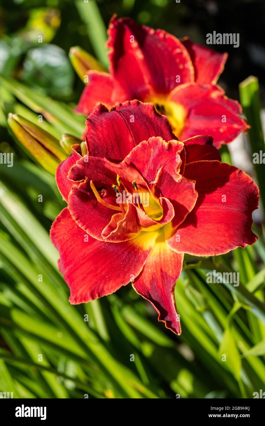 ‘Highland Lord’ Daylily, Daglilja (Hemerocallis Stock Photo - Alamy