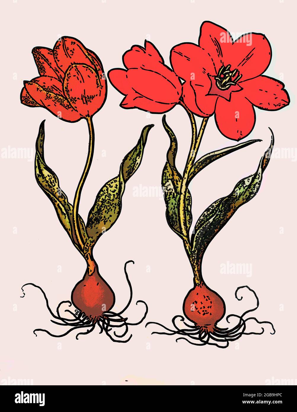 hand painted copperplate print of Tulip. From Hortus Eystettensis, by Basilius Besler, published in 1613. Stock Photo