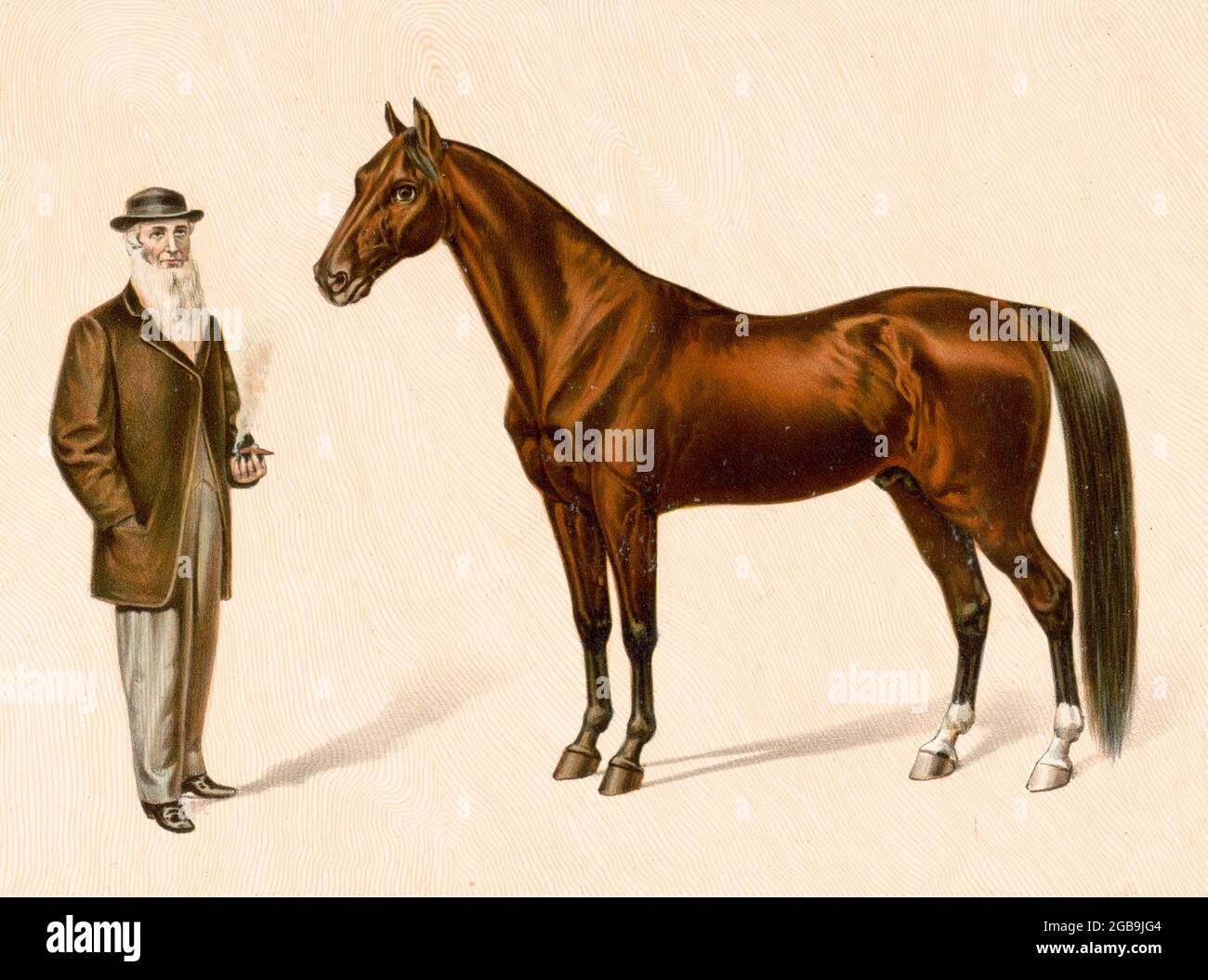 Hambletonian 10, or Rysdyk's Hambletonian, (May 5, 1849 – March 27, 1876) was an American trotter and a founding sire of the Standardbred horse breed. The stallion was born in Sugar Loaf, New York, on 5 May 1849. Hambletonian has been inducted into the Immortals category of the Harness Racing Hall of Fame.  bred by Jonas Seely, Jr., on his farm at Sugar Loaf in Orange County, New York. He was sired by Abdallah, a grandson of the hugely influential Thoroughbred sire, Messenger. Stock Photo