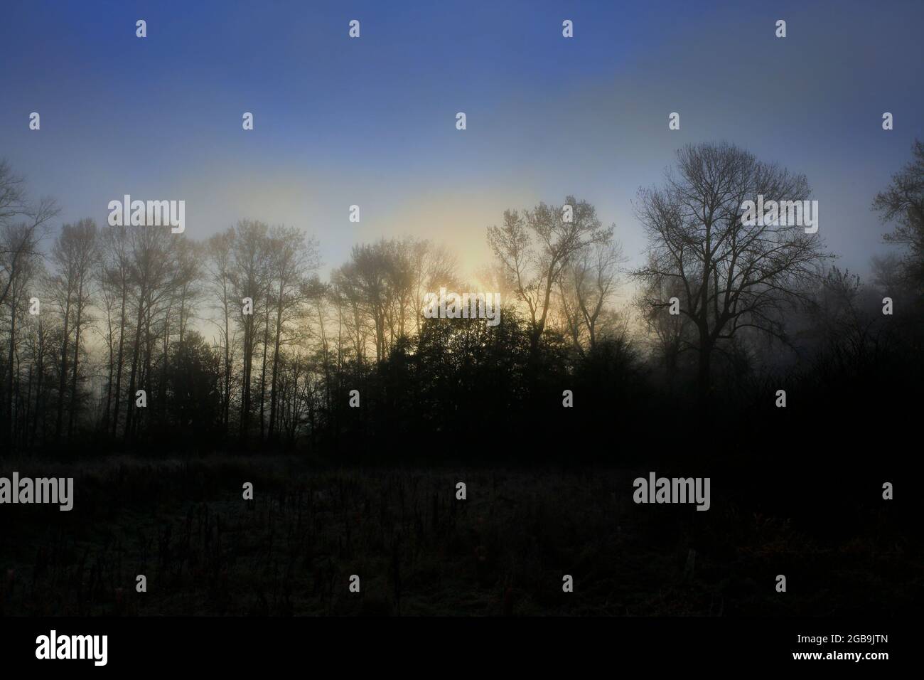 a exterior picture of an Pacific Northwest forest with old growth Cottonwood trees Stock Photo