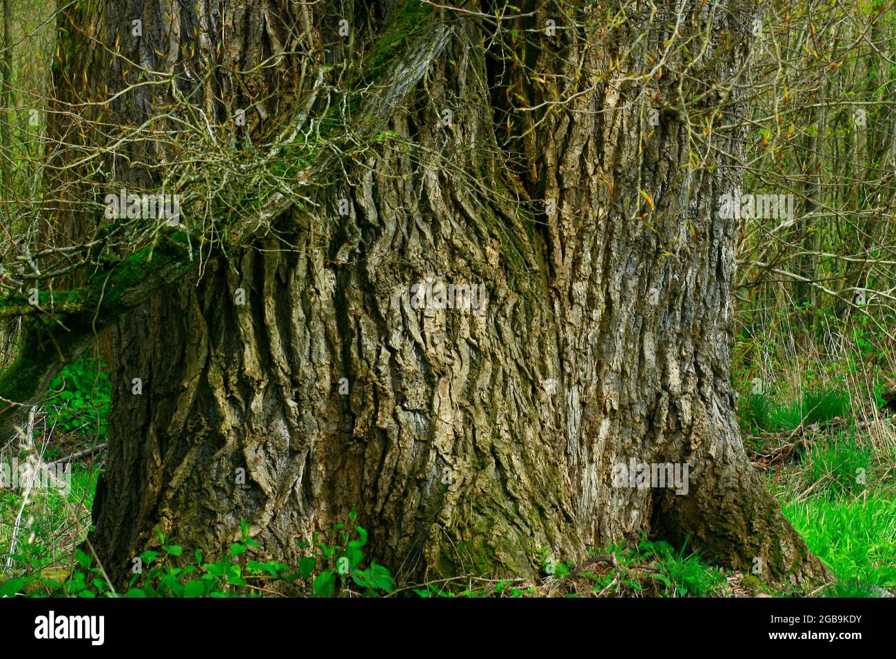 a exterior picture of an Pacific Northwest forest with old growth Cottonwood trees Stock Photo