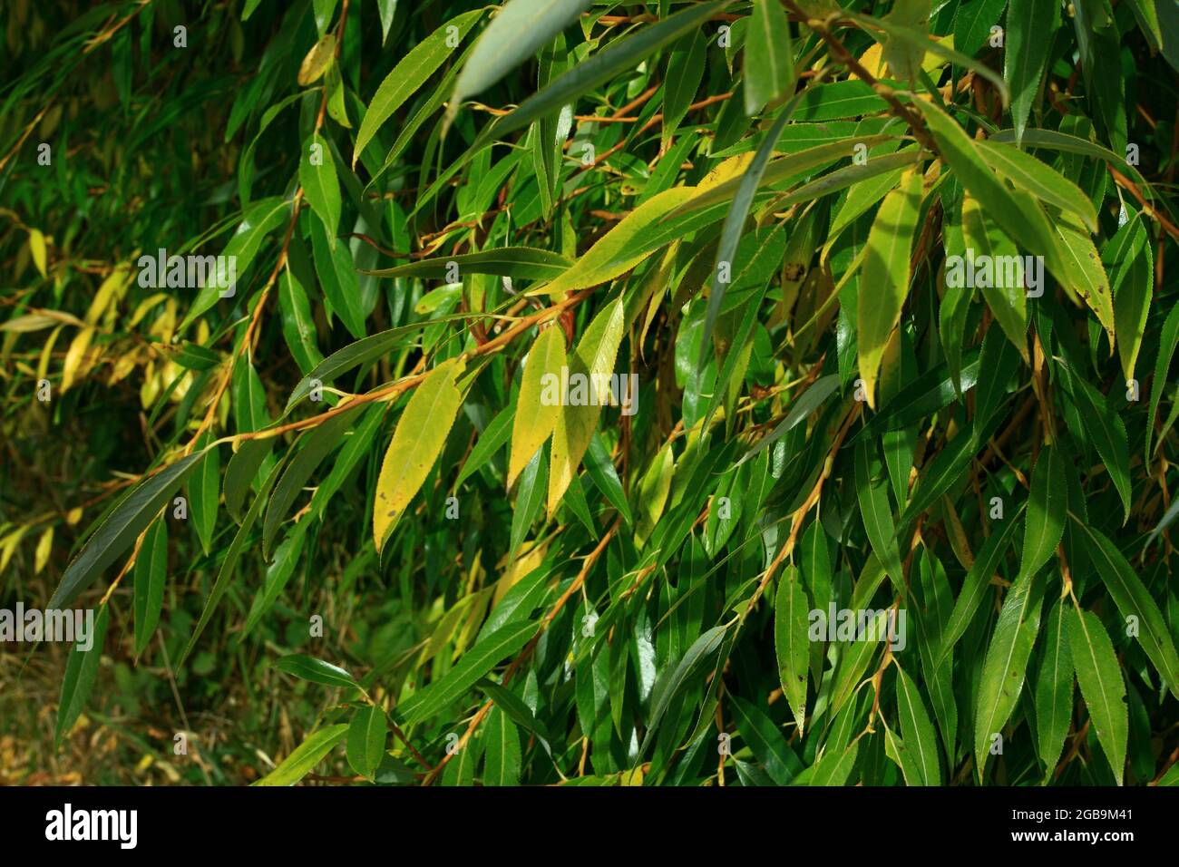 a exterior picture of an Pacific Northwest forest with Red willow trees Stock Photo