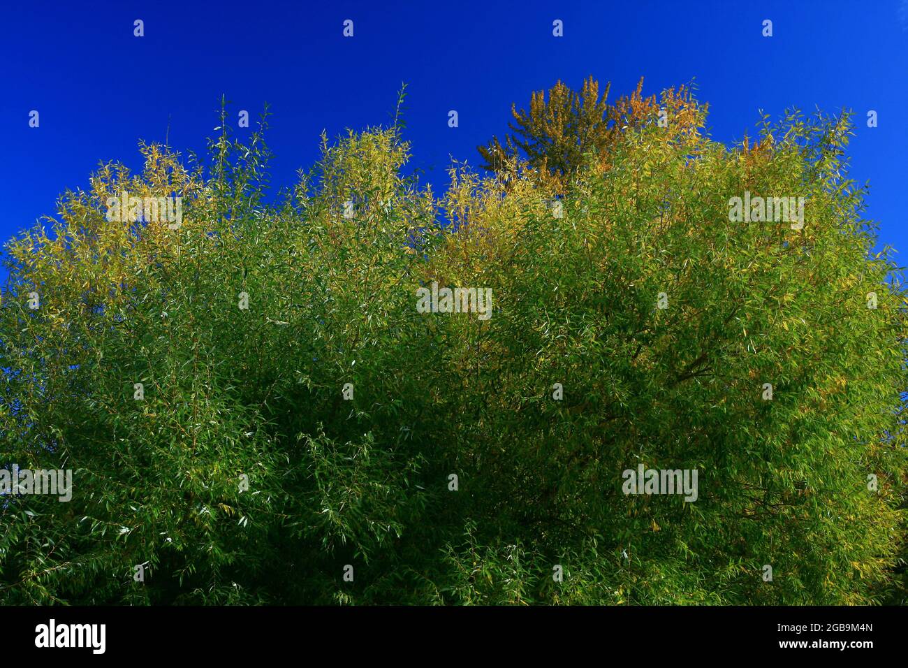 a exterior picture of an Pacific Northwest forest with Red willow trees