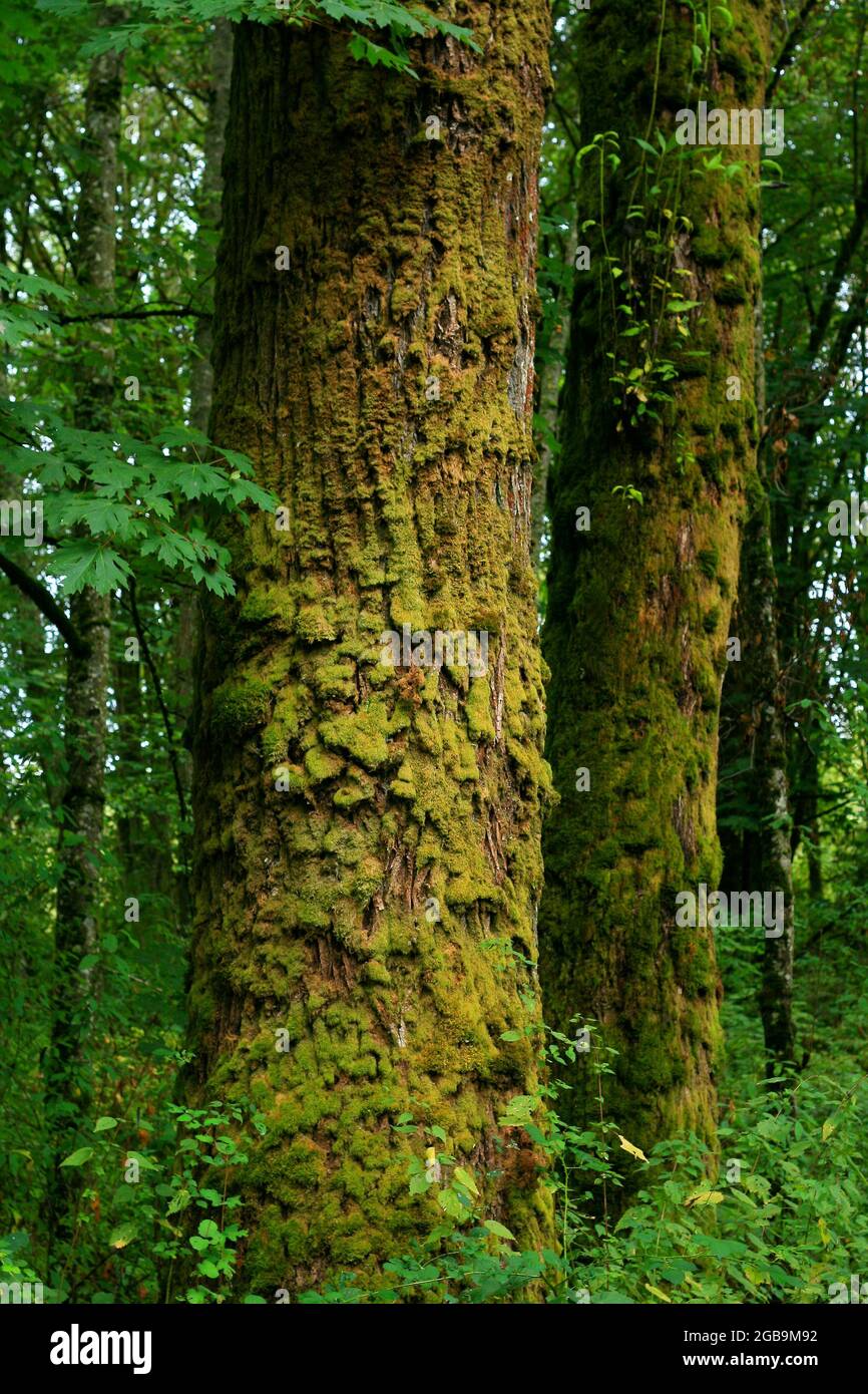 a exterior picture of an Pacific Northwest forest with old growth Cottonwood trees Stock Photo
