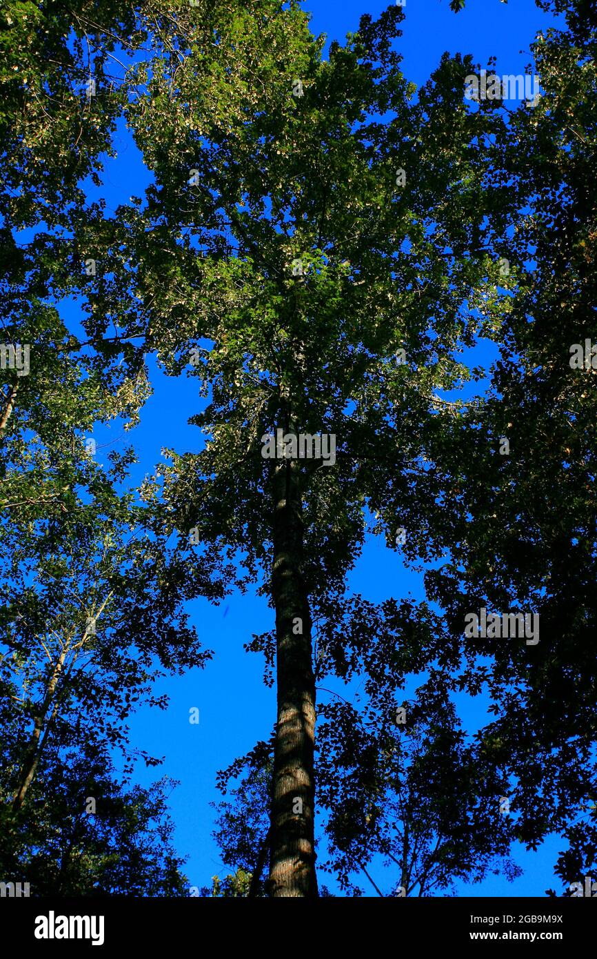 a exterior picture of an Pacific Northwest forest with old growth Cottonwood trees Stock Photo