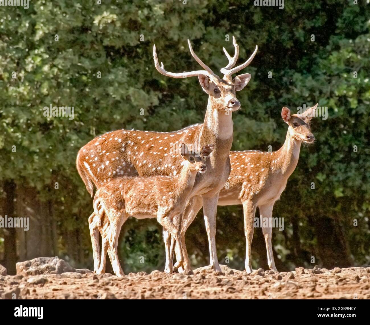 Axis deer (Axis axis), also called the chital or the spotted deer