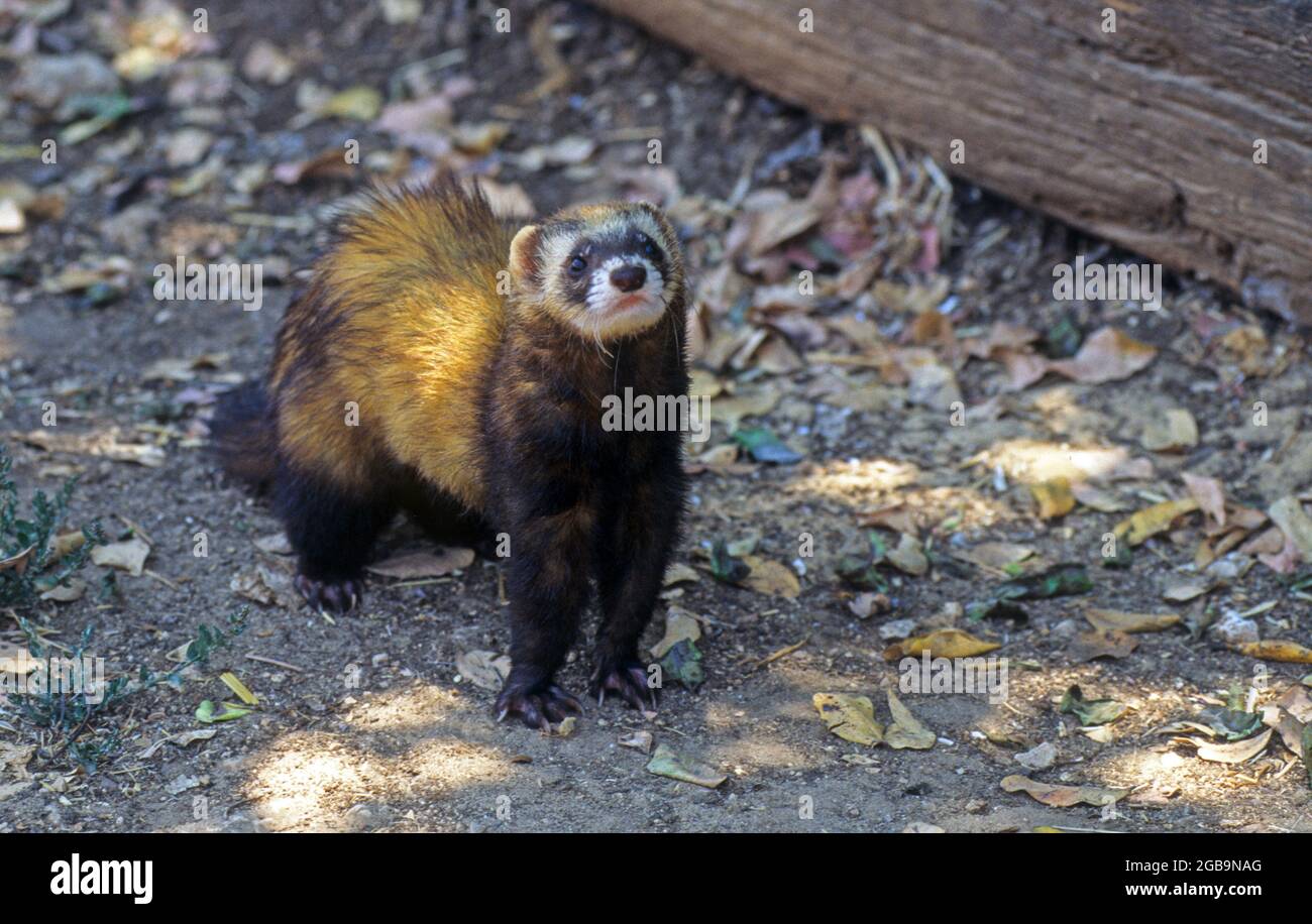 Polecat (Mustela putorius). a species of mustelid native to western Eurasia and North Africa. This mammal lives in woodland. It is nocturnal and feeds Stock Photo