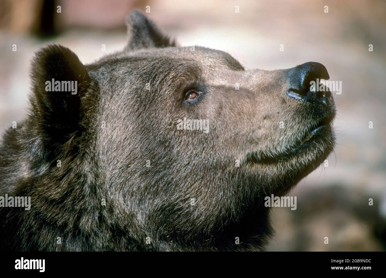 Portrait of a grizzly bear (Ursus arctos horribilis), also known as the North American brown bear or simply grizzly, is a population or subspecies of Stock Photo