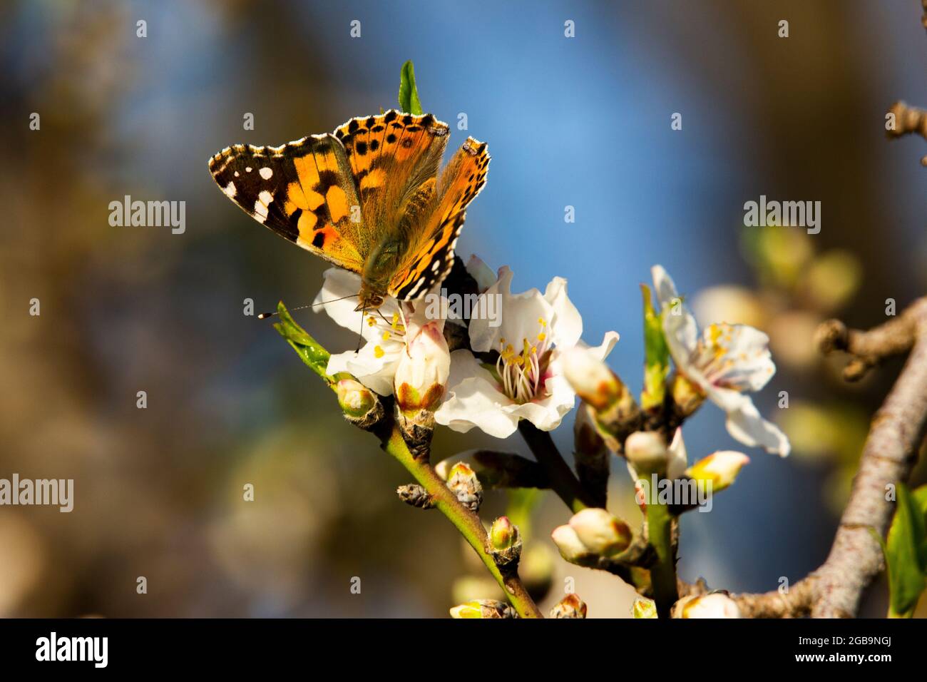 Painted Lady (Vanessa cardui) This butterfly is found in Europe, northern Africa, and western Asia. Photographed in Israel, Winter November Stock Photo