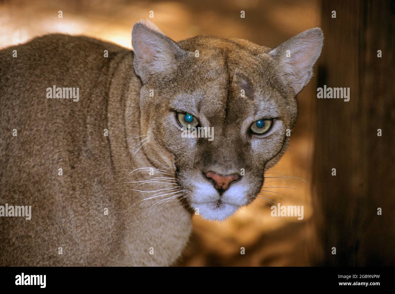 The cougar (Puma concolor) is a large cat of the subfamily Felinae. Native to the Americas, its range spans from the Canadian Yukon to the southern An Stock Photo