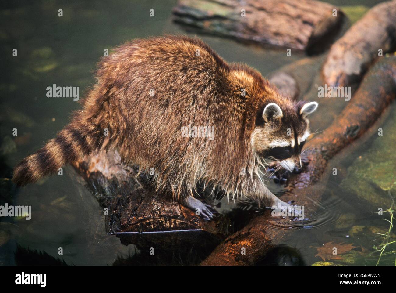 Raccoon (Procyon lotor) foraging for food. Raccoons are native to North America but have been introduced to several European and Asian countries. Stock Photo